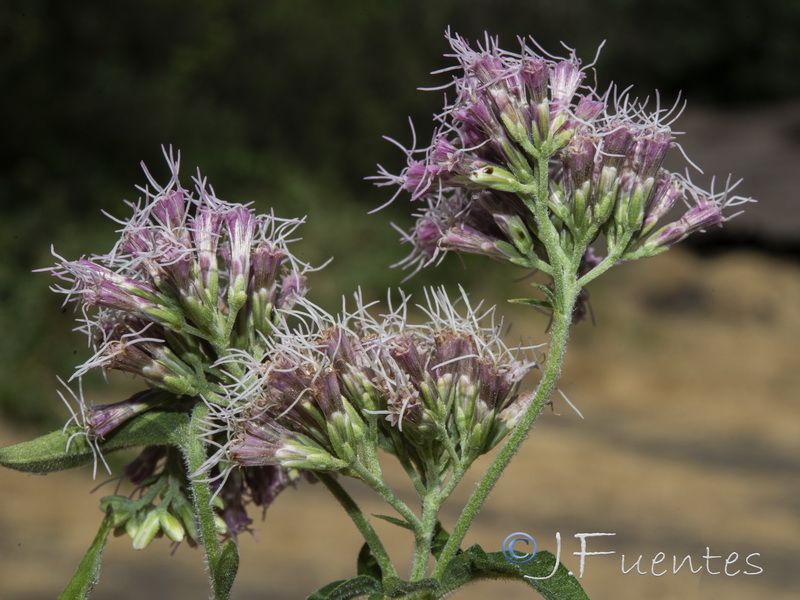 Eupatorium cannabinum cannabinum.06