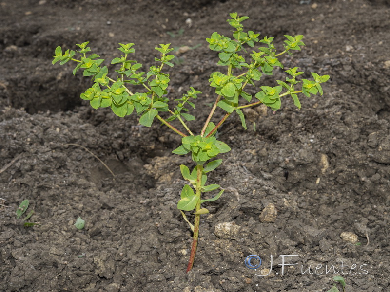 Euphorbia akenocarpa.01