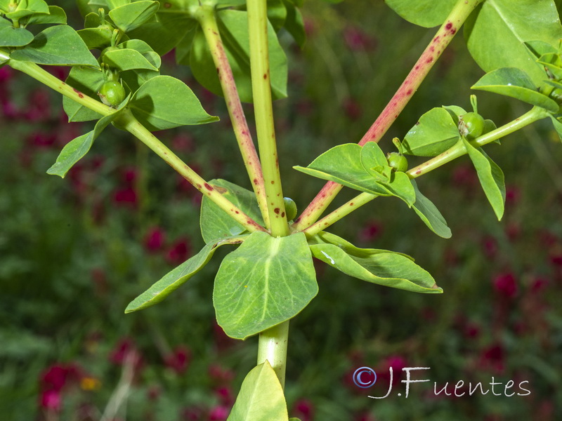 Euphorbia akenocarpa.05