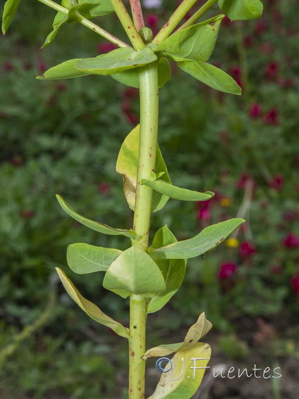 Euphorbia akenocarpa.06