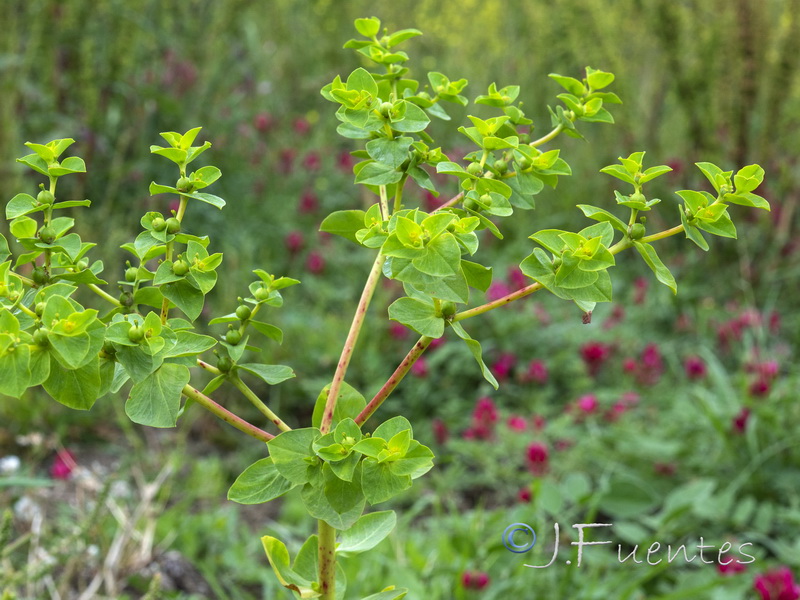 Euphorbia akenocarpa.07