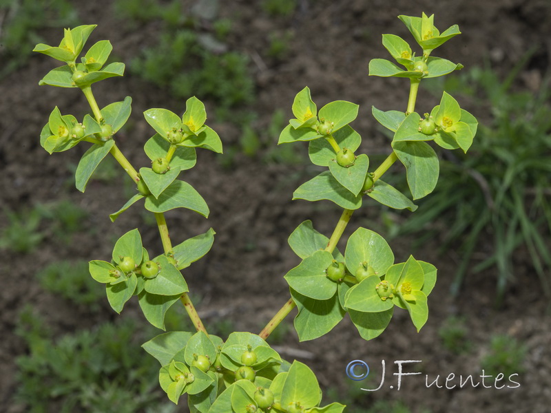 Euphorbia akenocarpa.08