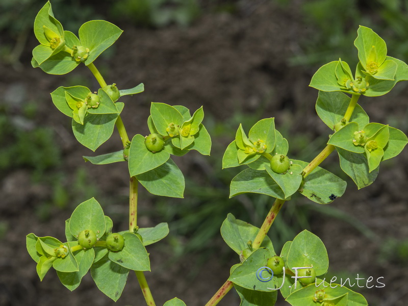 Euphorbia akenocarpa.09
