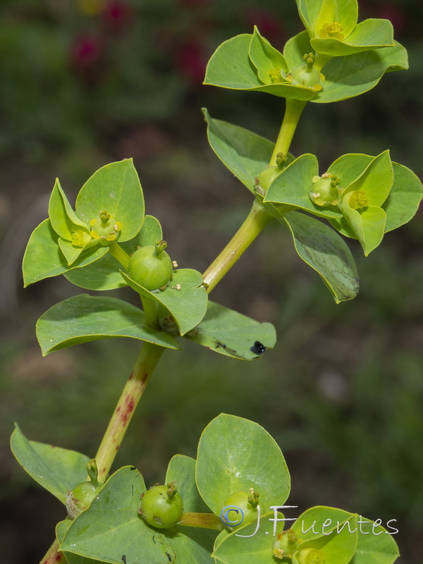 Euphorbia akenocarpa.10