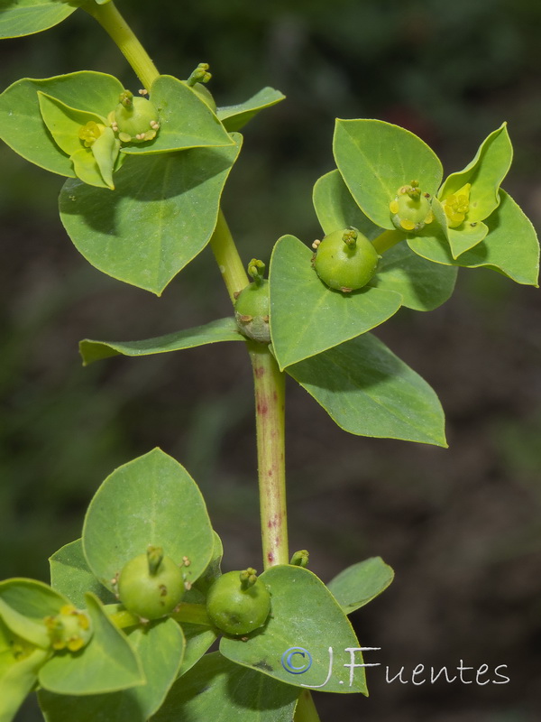 Euphorbia akenocarpa.11
