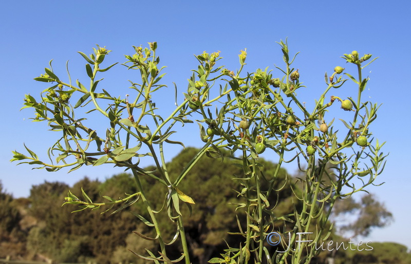 Euphorbia boetica.04