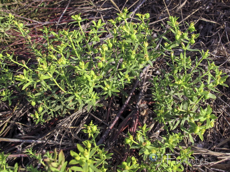 Euphorbia boetica.05