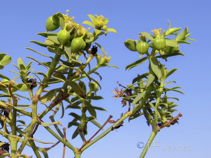 Euphorbia boetica.08