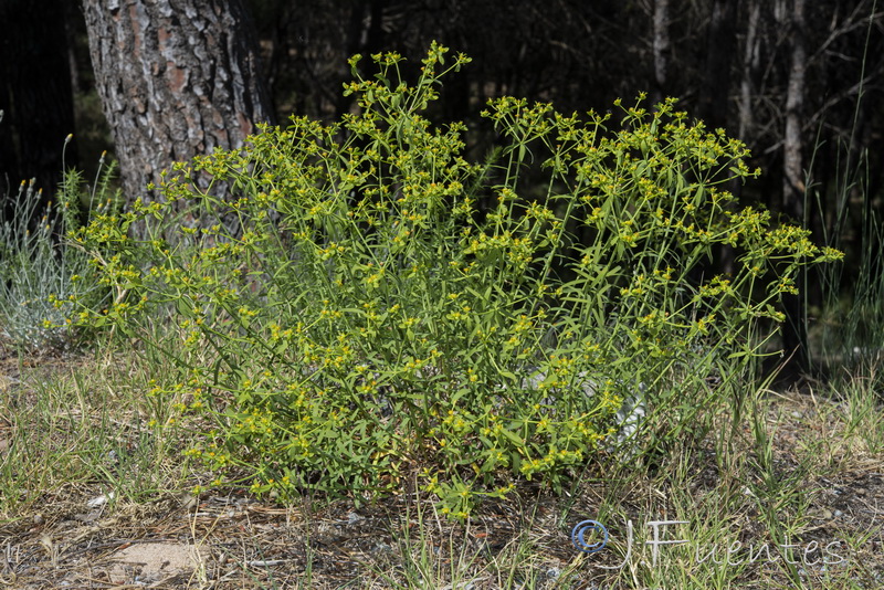 Euphorbia boetica.01