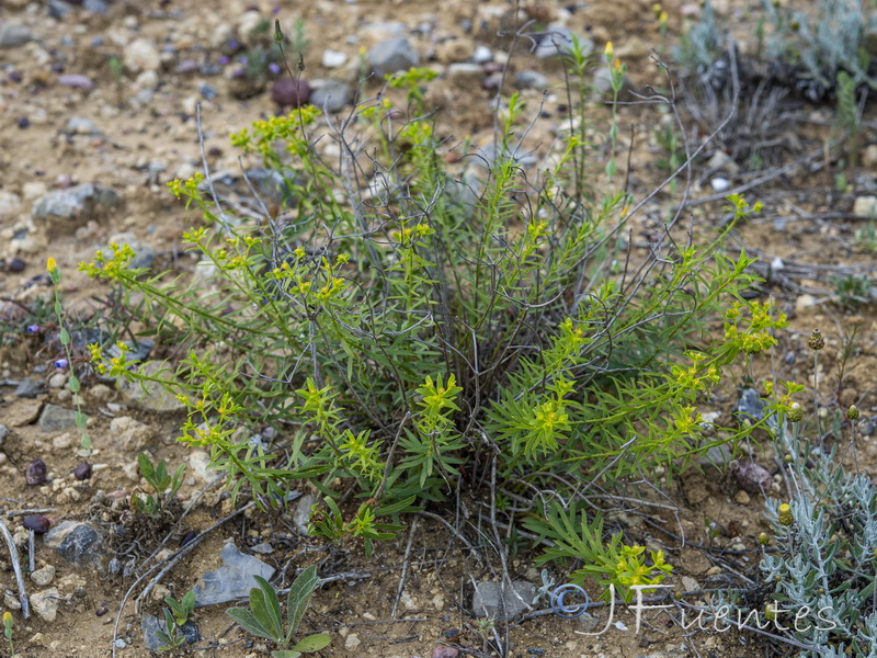 Euphorbia boetica.03