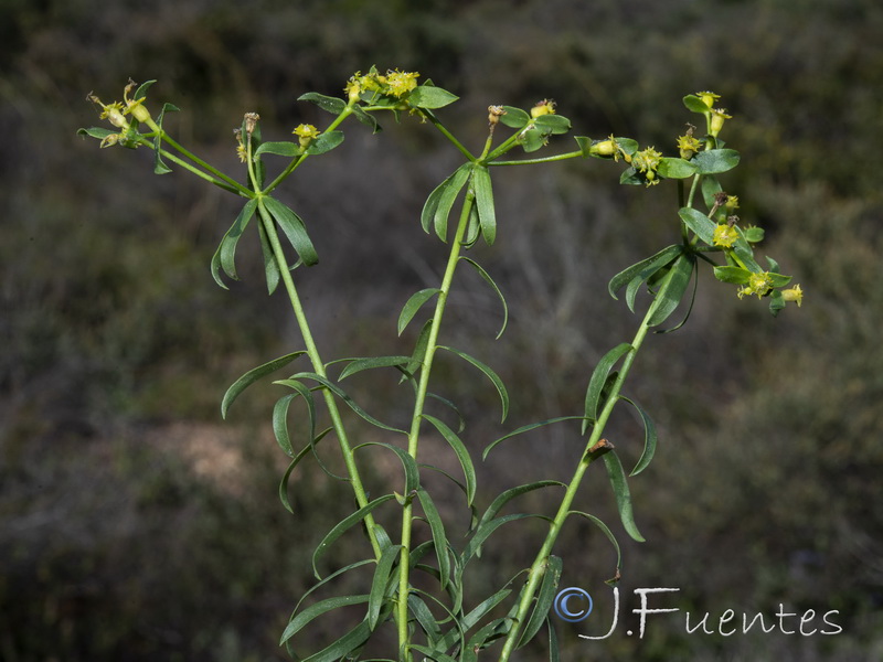 Euphorbia boetica.14