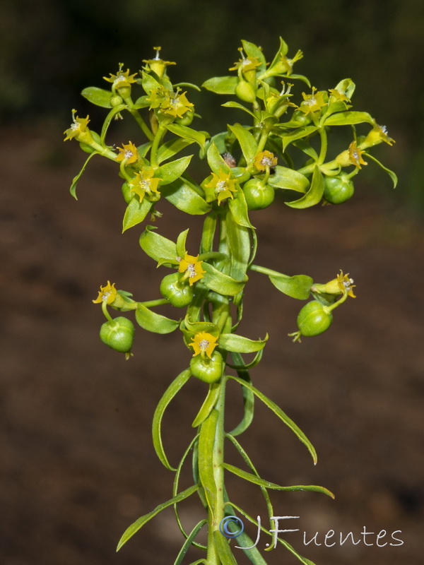 Euphorbia boetica.16