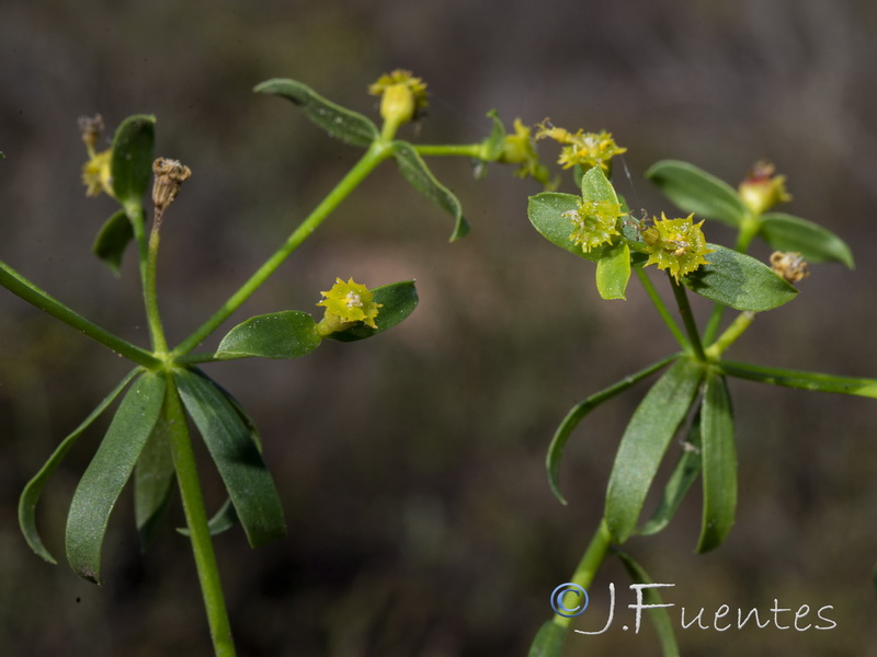 Euphorbia boetica.17