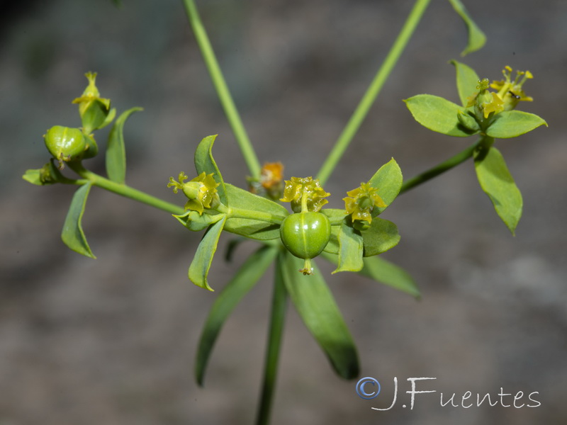 Euphorbia boetica.18