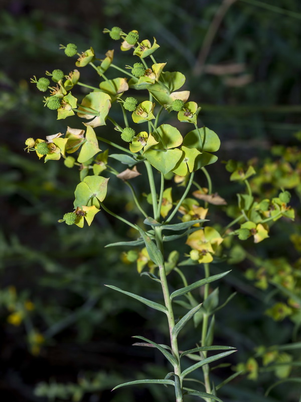 Euphorbia briquetii.03