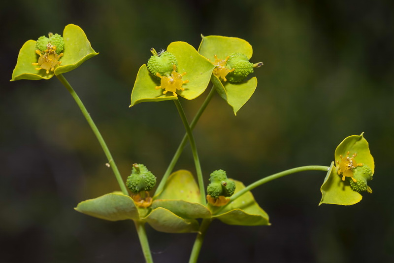 Euphorbia briquetii.04