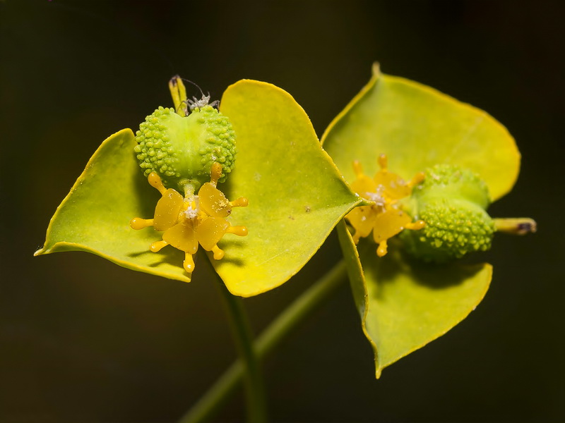 Euphorbia briquetii.05