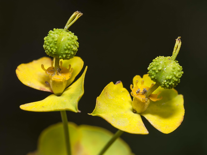 Euphorbia briquetii.09
