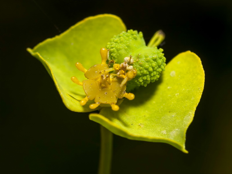 Euphorbia briquetii.10