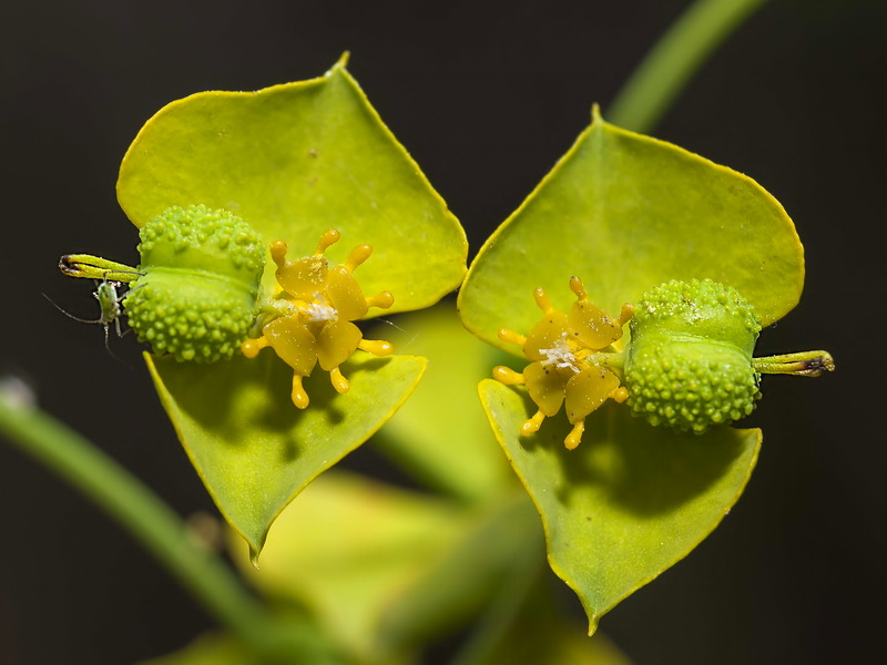 Euphorbia briquetii.11