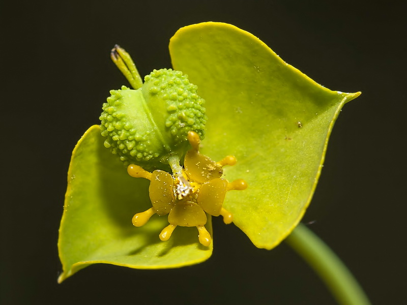 Euphorbia briquetii.14