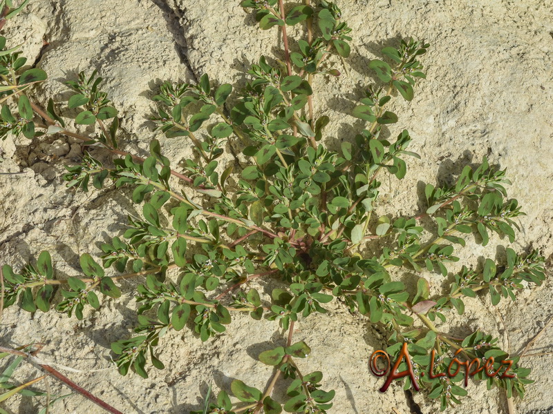 Euphorbia chamaesyce.01