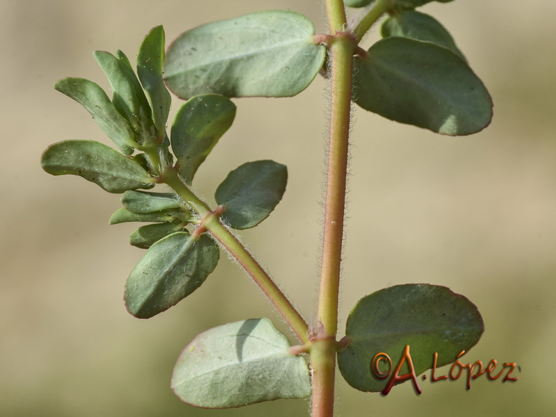 Euphorbia chamaesyce.03