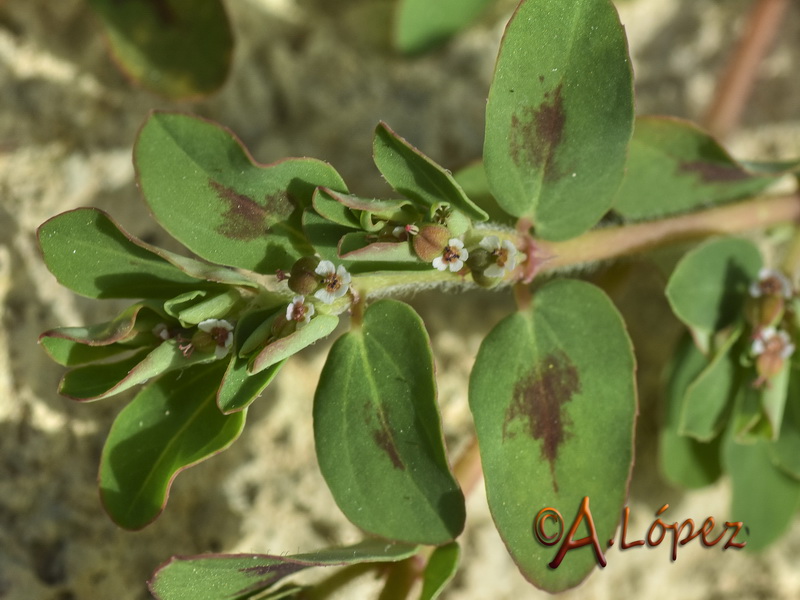Euphorbia chamaesyce.04
