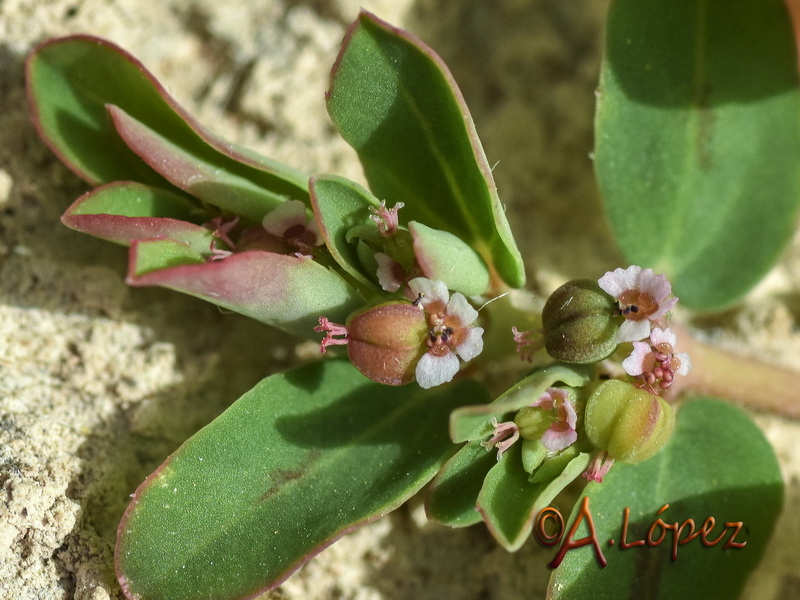 Euphorbia chamaesyce.08