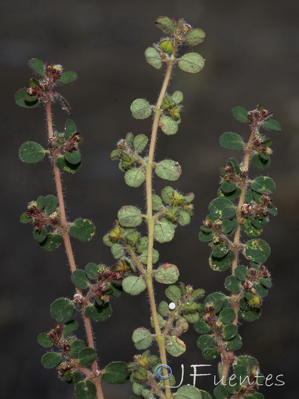 Euphorbia chamaesyce.13