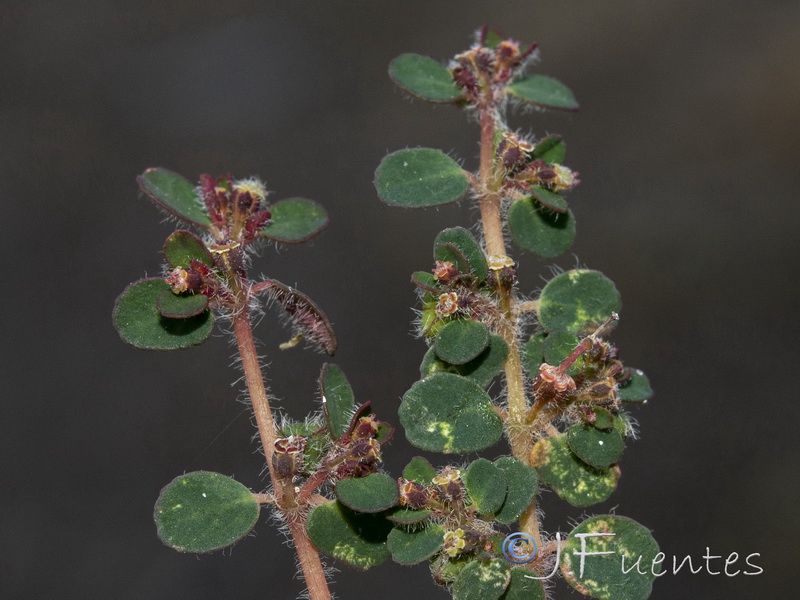 Euphorbia chamaesyce.14