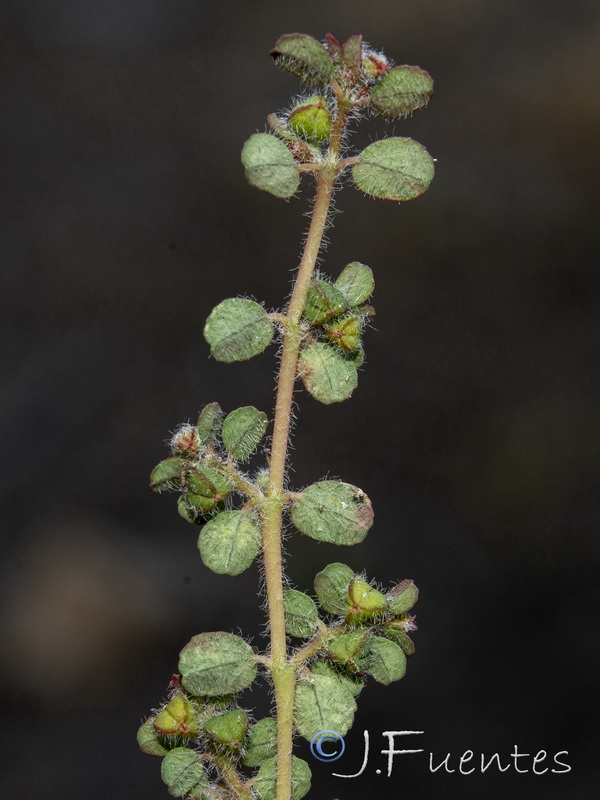 Euphorbia chamaesyce.15