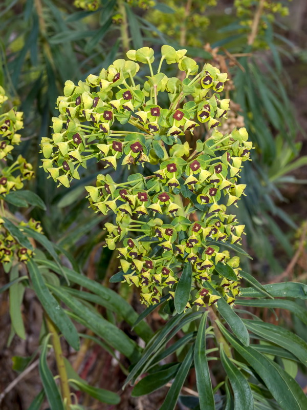Euphorbia characias characias.01