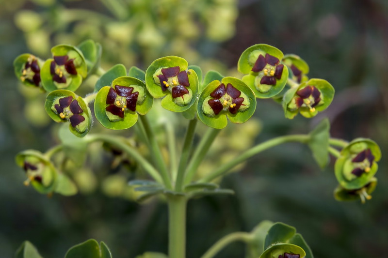 Euphorbia characias characias.02