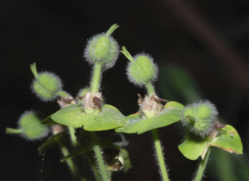 Euphorbia characias characias.03