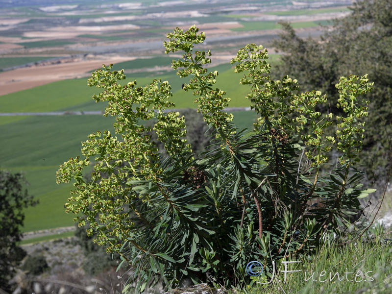 Euphorbia characias characias.05