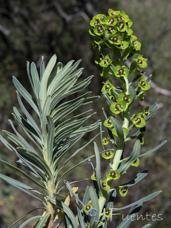 Euphorbia characias characias.07