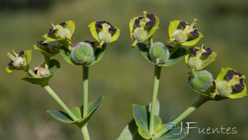 Euphorbia characias characias.10