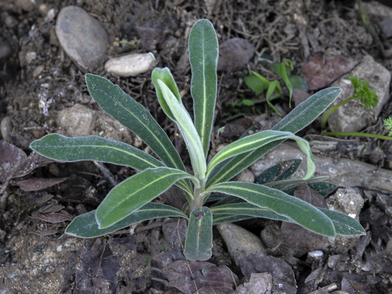 Euphorbia characias characias.12