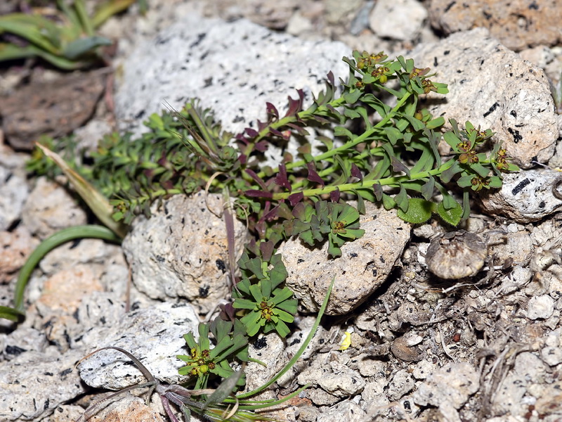 Euphorbia dracunculoides inconspicua.01