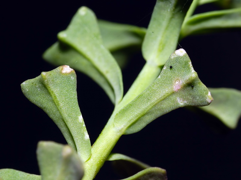 Euphorbia dracunculoides inconspicua.03