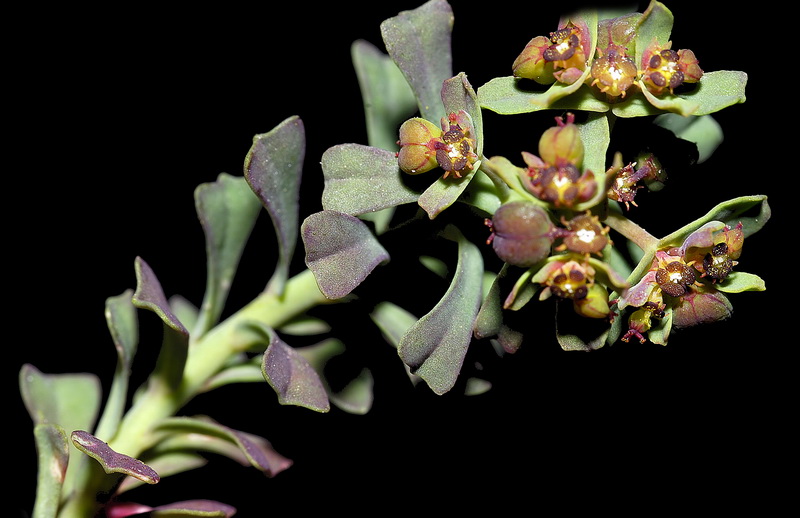 Euphorbia dracunculoides inconspicua.04