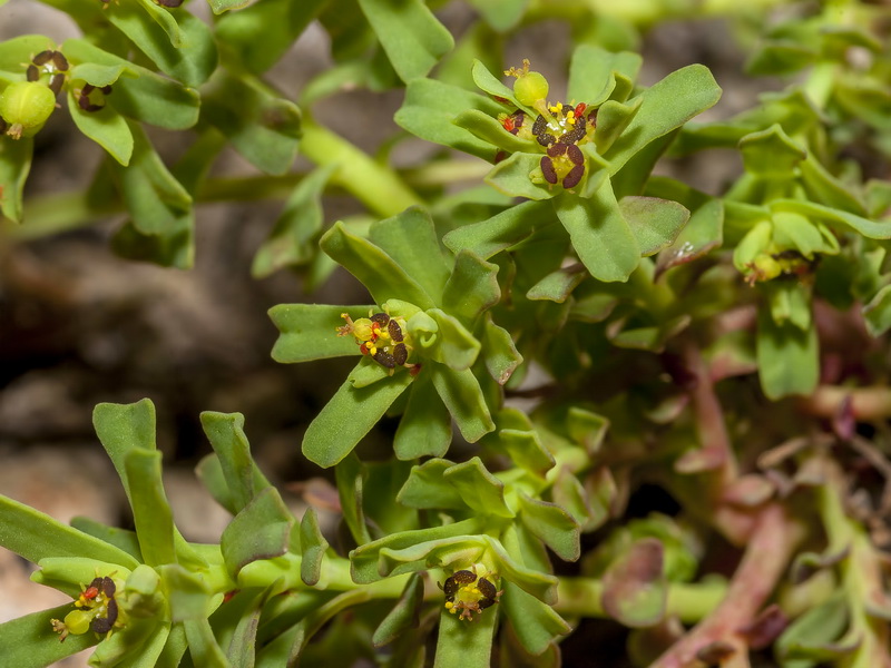 Euphorbia dracunculoides inconspicua.06