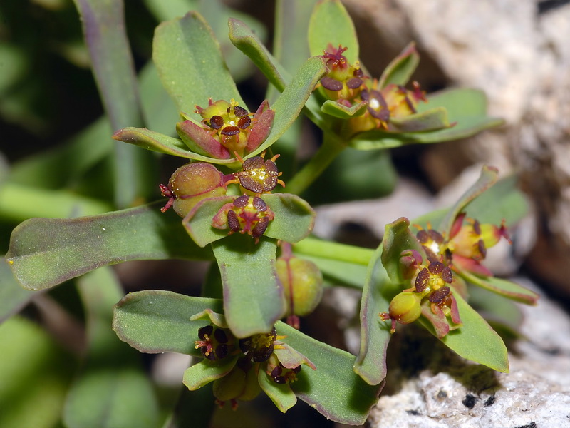 Euphorbia dracunculoides inconspicua.07