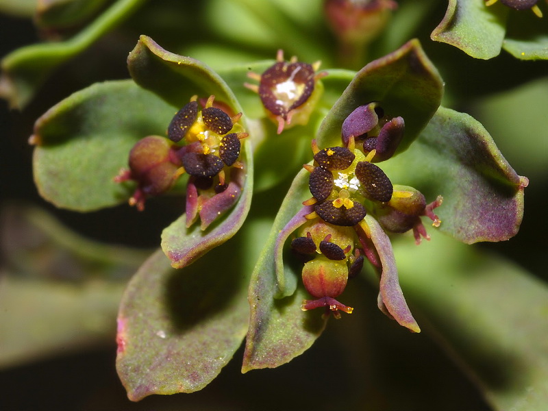 Euphorbia dracunculoides inconspicua.08