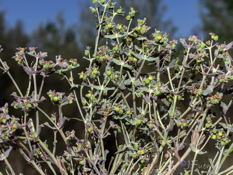 Euphorbia dracunculoides inconspicua.10