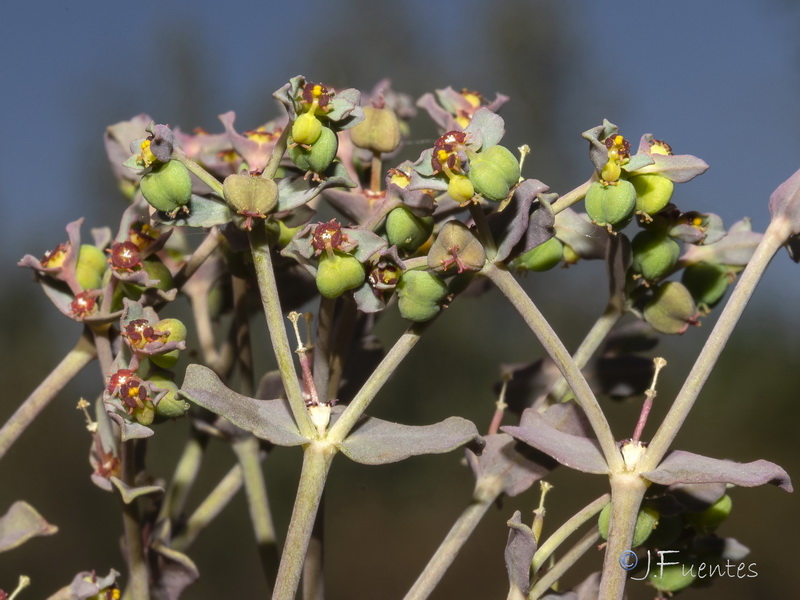 Euphorbia dracunculoides inconspicua.11