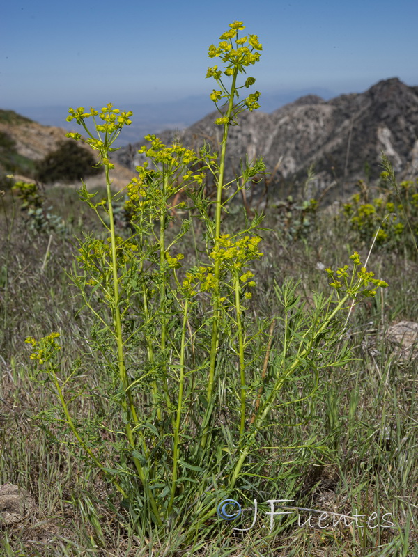 Euphorbia esula esula.01