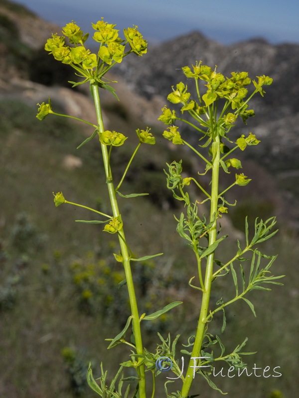 Euphorbia esula esula.02