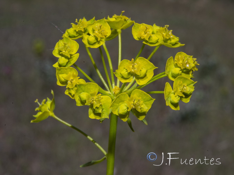 Euphorbia esula esula.03